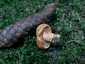 Lucfenyvesi rizike (Lactarius deterrimus), Őrség